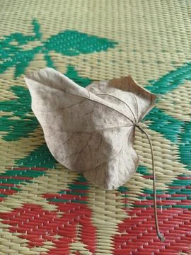 Close up isolated flat lay one single dry leaf. Background template Fotos Stock