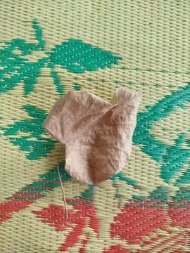 Close up isolated flat lay one single dry leaf. Background template Фото