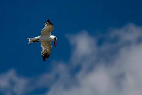 Close up, isolated image of a Caspian tern (Hydroprogne caspia) Stock Photos