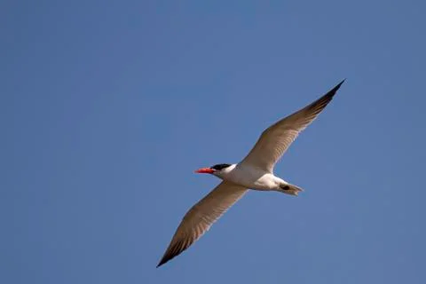Close up, isolated image of a Caspian tern (Hydroprogne caspia) Stock Photos