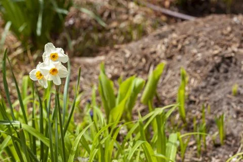 Close up isolated image of a cluster of white daffodils in a garden with pile Stock Photos