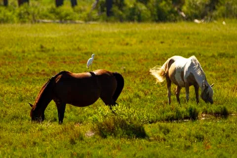 Close up isolated image of a dark brown and a white wild horse grazing Stock Photos