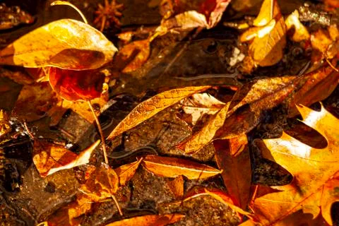 Close up isolated image of fallen leaves covering the forest floor in autumn. Stock Photos