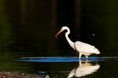 Close up isolated image of a Great white egret (Ardea alba) walking in water Stock Photos