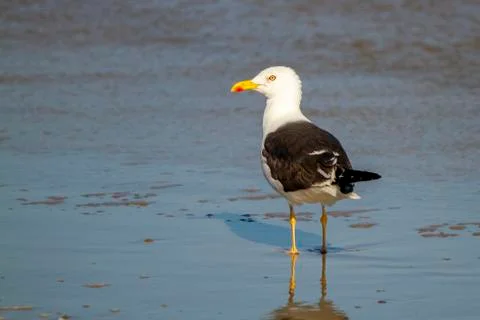Close up isolated image of Larus marinus (Great black-backed gull) Stock Photos