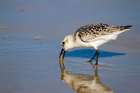 Close up isolated image of a semipalmated sandpiper (Calidris pusilla) hunting Stock Photos