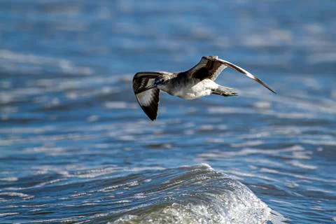 Close up isolated image of a semipalmated sandpiper (Calidris pusilla) flying Stock Photos