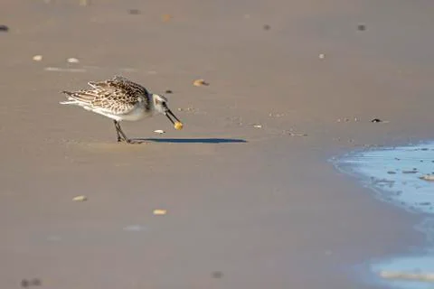 Close up isolated image of a semipalmated sandpiper (Calidris pusilla) Stock Photos