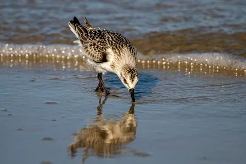 Close up isolated image of a semipalmated sandpiper (Calidris pusilla) hunting Stock Photos