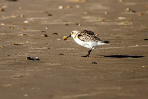 Close up isolated image of a semipalmated sandpiper (Calidris pusilla) Stock Photos