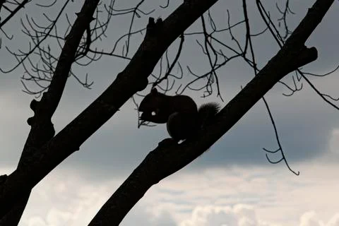 Close up isolated image of the silhouette of an eastern gray squirrel Stock Photos