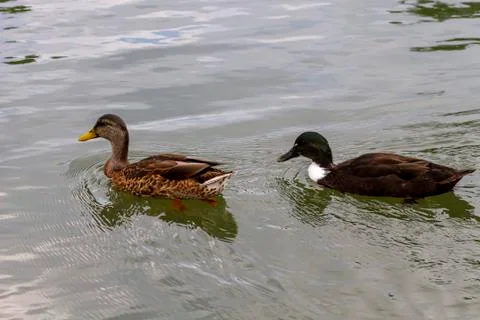 Close up isolated image of two dabbling ducks Stock-Fotos