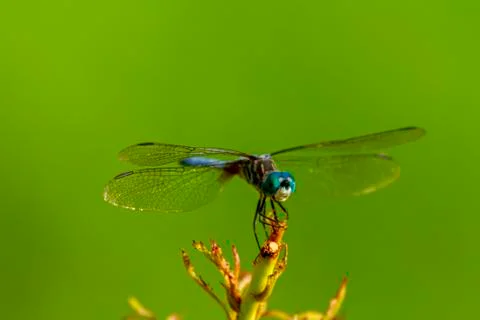 A close up isolated image of a vibrant colored blue dasher dragonfly Stock Photos