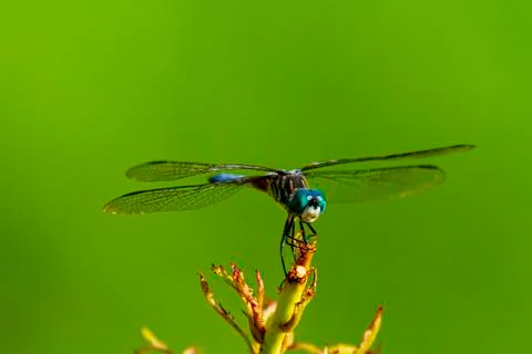 A close up isolated image of a vibrant colored blue dasher dragonfly Stock Photos