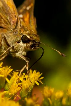 Close up isolated macro image of a  Atalopedes campestris (Sachem) butterfly Stock Photos