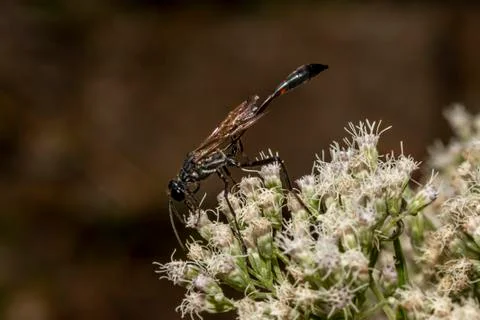 Close up isolated macro image of a black common thread bellied wasp Stock Photos