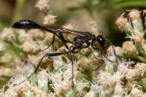 Close up isolated macro image of a black common thread bellied wasp Stock Photos