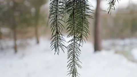 Close up of isolated Pine Branch crisp needles hanging down with snowy Stock Footage 183276876