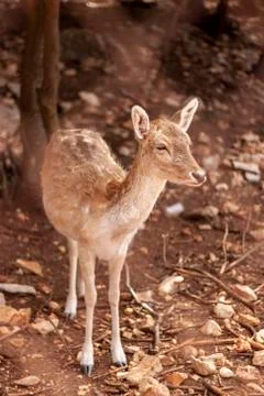 Close up isolated portrait image of a  fallow deer fawn (Dama dama) in jordan Stock Photos
