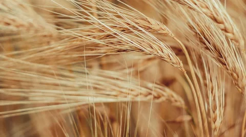 Close-up of a Isolated Ripe Wheat Straws Waving in Wind. Bronze look Stock Footage 65186351