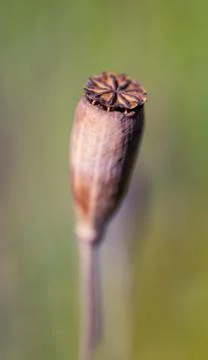 Close-up of isolated seed head of common poppy flower (Papaver rhoeas). Stock Photos
