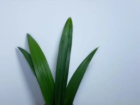 Close up isolated on white  Pandanus leaf. pandan 스톡 사진