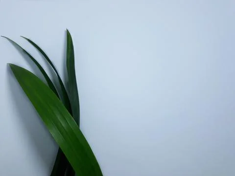 Close up isolated on white  Pandanus leaf. pandan 스톡 사진