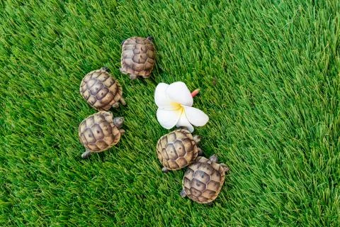 Close up of an isolated young hermann turtle on a synthetic grass with frangi Stock Photos