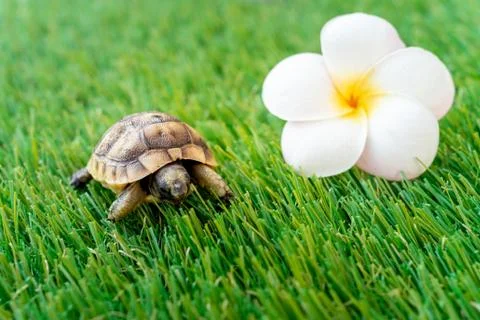 Close up of an isolated young hermann turtle on a synthetic grass with frangi Stock Photos