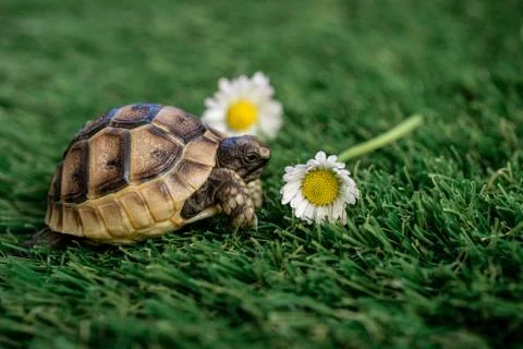 Close up of an isolated young hermann turtle on a synthetic grass with daisyf Foto stock
