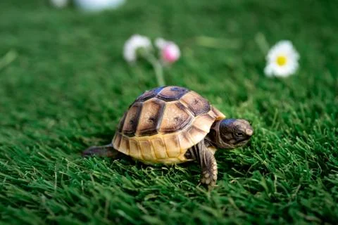 Close up of an isolated young hermann turtle on a synthetic grass with daisyf Stock Photos