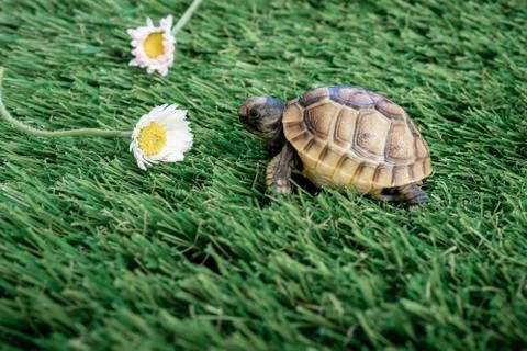 Close up of an isolated young hermann turtle on a synthetic grass with daisyf Stock Photos