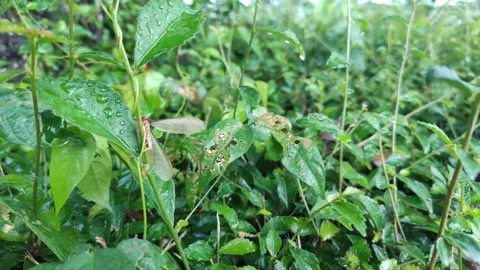 A close up Isoptera at bush Video stock 220688818