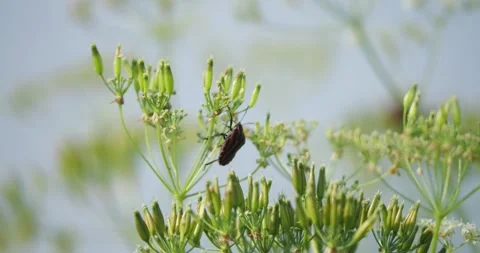 Close up Italian striped bug Graphosoma lineatum crawling across green Stock Footage 313594784
