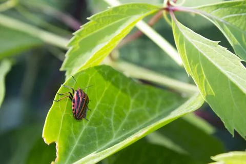 Close-up of italian striped bug Stock Photos