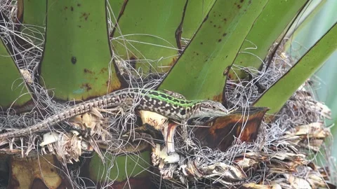 Close-up of Italian wall lizard basking in a yucca tree Stock Footage 298849129