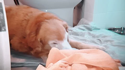 Close up of itching old golden retriever dog using its mouth to scratch an itch  Video stock 100638340