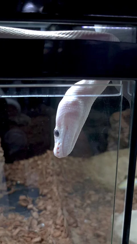 Close-up of an Ivory ball python showing its beautiful black eyes vertical. Video stock 321094234