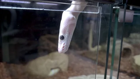 Close-up of an Ivory ball python showing its beautiful black eyes. Video stock 321094256
