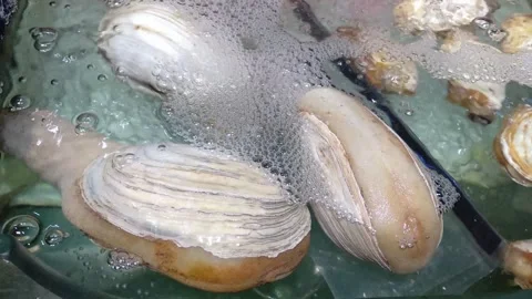 Close up of Ivory Clam Stock Footage 292786809
