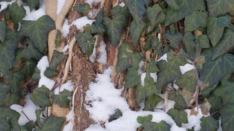 Close Up with Ivy and Snow on Trees Video stock 85060050