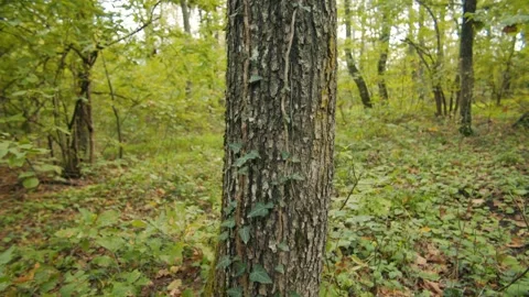 Close-up of an ivy-covered tree trunk under dappled sunlight in a serene forest Stock Footage 300952894
