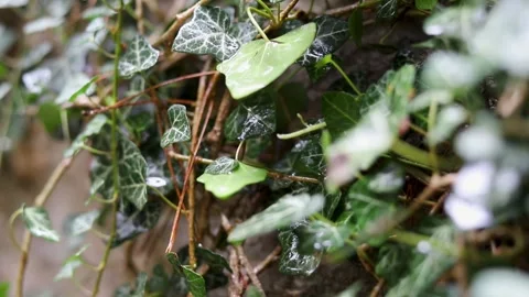 Close-up of ivy Stock Footage 283461266
