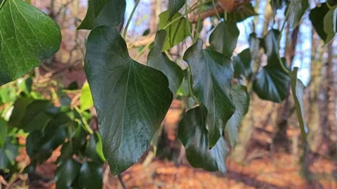 Close-up of Ivy Leaves Moving in the Wind in an Autumn Forest Stockbeeldmateriaal 260563634