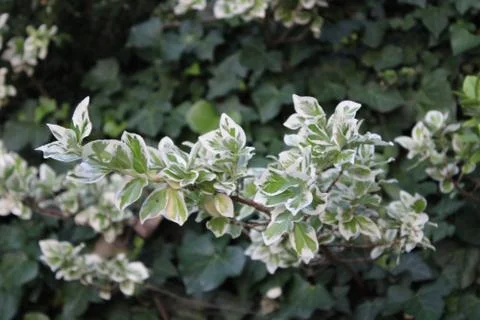 Close Up of Ivy. Stock Photos