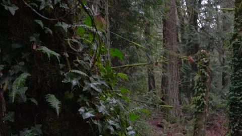 Close up ivy on pine tree trunk Stock-Footage 147241183
