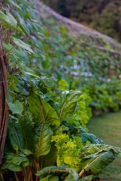 Close up ivy vegetable plot 库存照片
