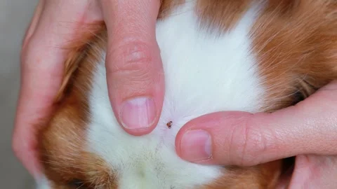 Close-up of an Ixodid tick bite on a dog Stock Footage 277396241