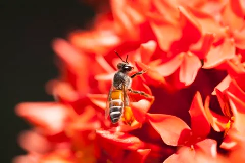 Close up Ixora and Bee Stock Photos