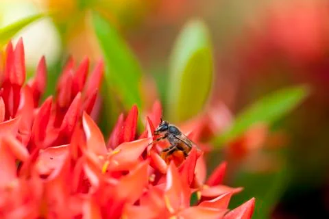 Close up Ixora and Bee Stock Photos